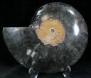 Beautiful Black Ammonite - Inch (Half) #23913-1